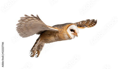 Side view of a Barn Owl, nocturnal bird of prey, flying