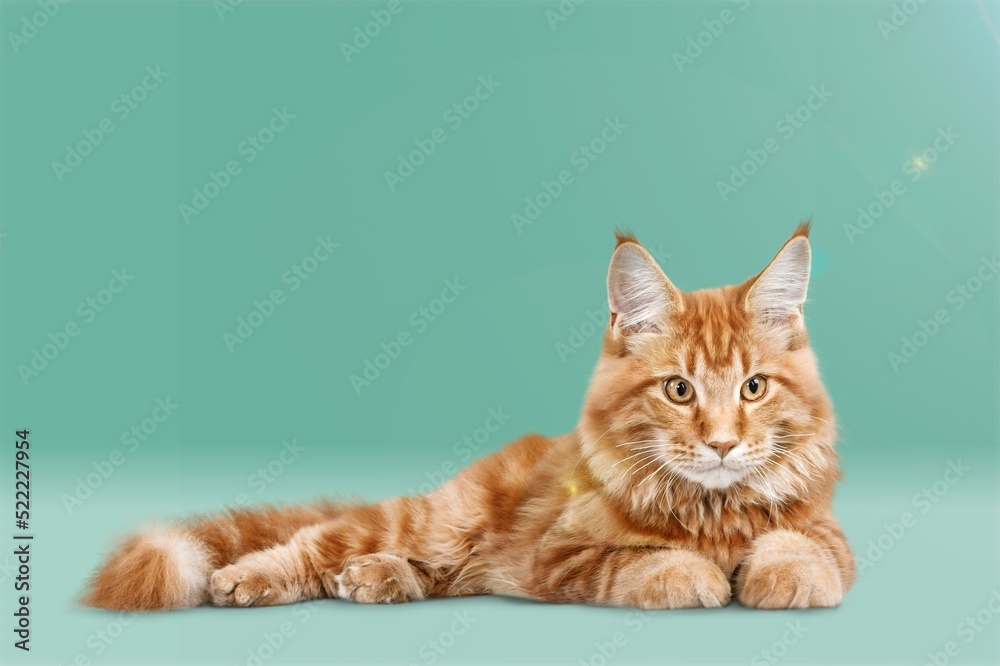 Senior cat lying sideways on colored background. Stretched out and relaxed enjoying live.