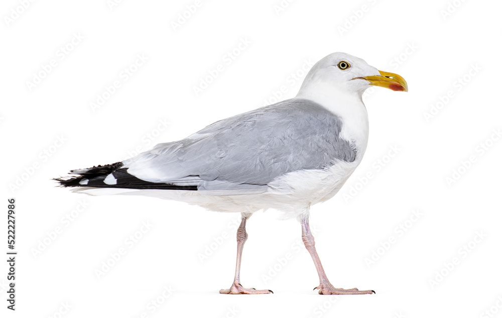 Fototapeta premium Side view of a mature European Herring Gull, Larus argentatus,