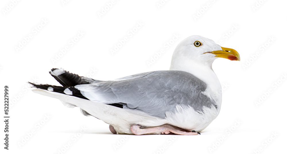 Obraz premium Side view of a mature European Herring Gull, Larus argentatus,