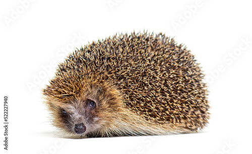 European hedgehog looking at the camera, isolated on white