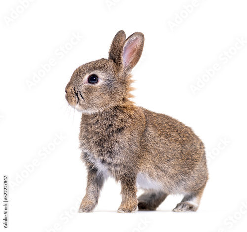 Side view of a Young European rabbit, Oryctolagus cuniculus