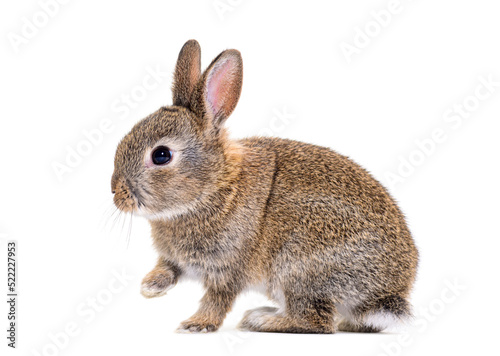 Side view of a Young European rabbit, Oryctolagus cuniculus