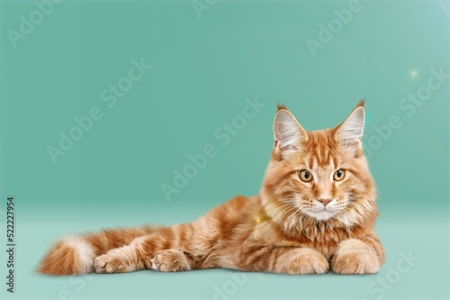 Senior cat lying sideways on colored background. Stretched out and relaxed enjoying live. © BillionPhotos.com