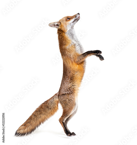 Red fox jumping, two years old, isolated on white photo