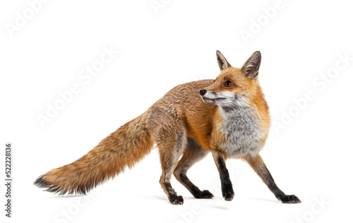 Fotografie Red fox turning around, two years old, isolated on white