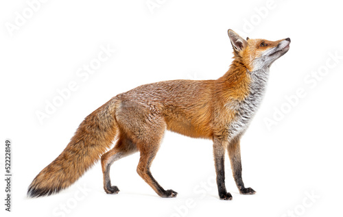 Side view of a Red fox looking up, two years old, isolated photo