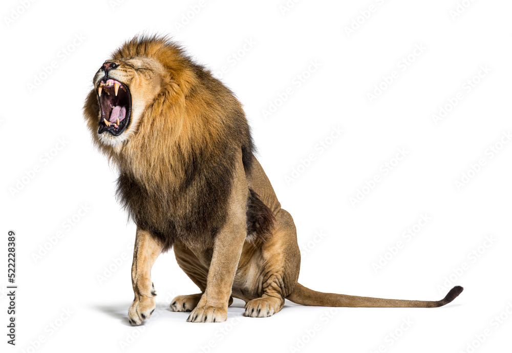Fototapeta Sitting Lion, roaring and showing his teeth aggressively