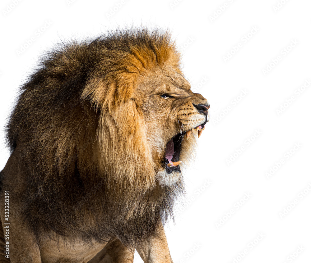 Male adult lion roaring and showing his canines aggressively Male adult lion roaring and showing his canines aggressively