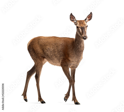 Obraz na płótnie Doe walking, Female red deer isolated on white