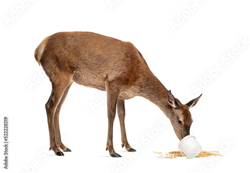Tablou canvas Doe eating in a white bucket, Female red deer isolated