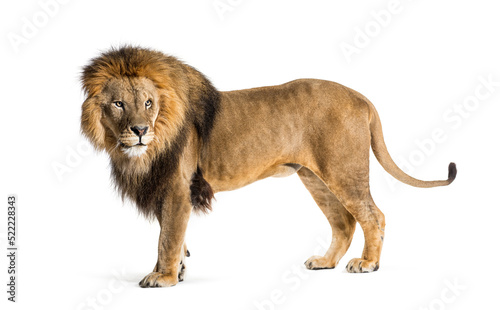 Fototapeta Naklejka Na Ścianę i Meble -  Side view of a Male adult lion looking back, Panthera leo