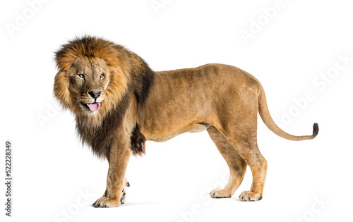 Side view of a Male adult lion looking back sticking the tongue