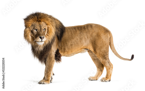 Side view of a Male adult lion looking back, Panthera leo