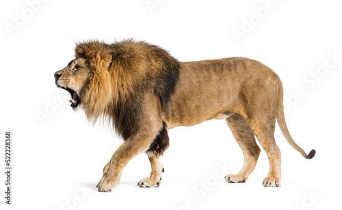 Walking Lion  roaring and showing his fangs aggressively
