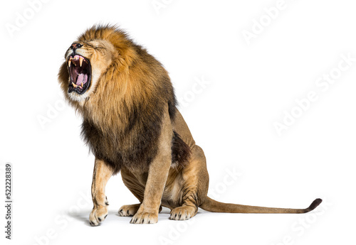 Sitting Lion, roaring and showing his teeth aggressively photo
