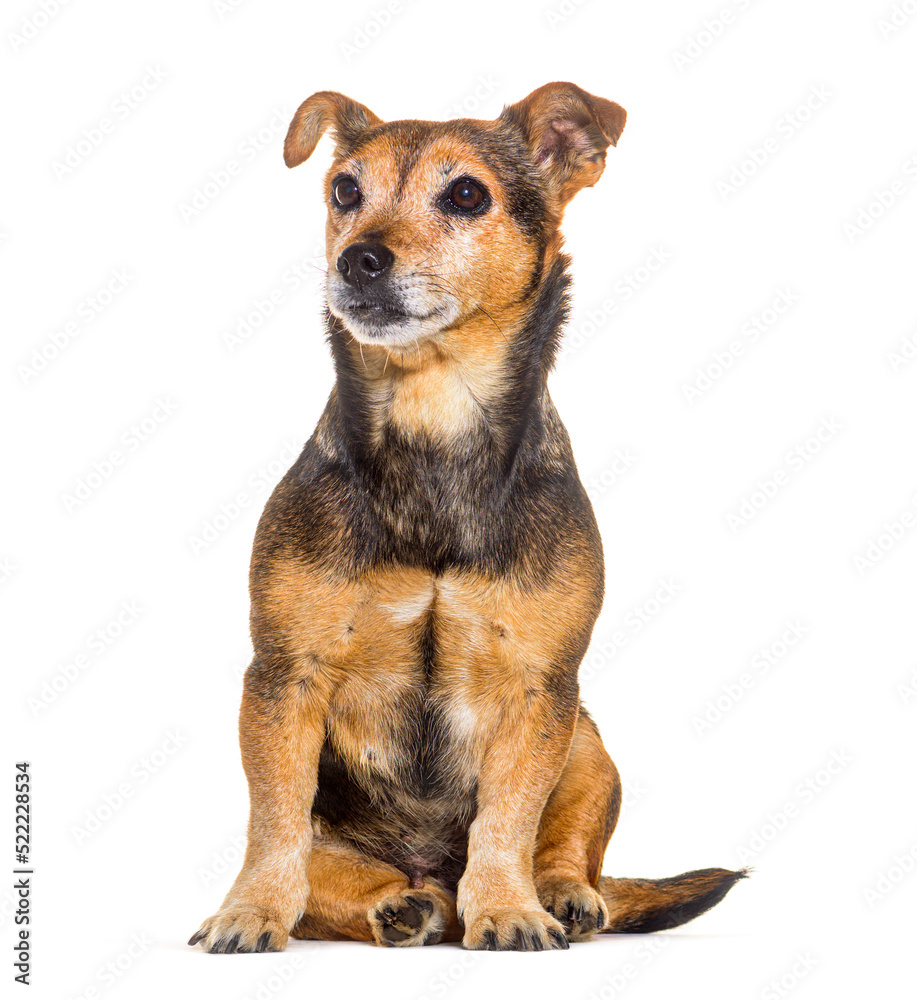 old Mixedbreed dog sitting and looking away, isolated on white old Mixedbreed dog sitting and looking away, isolated on white