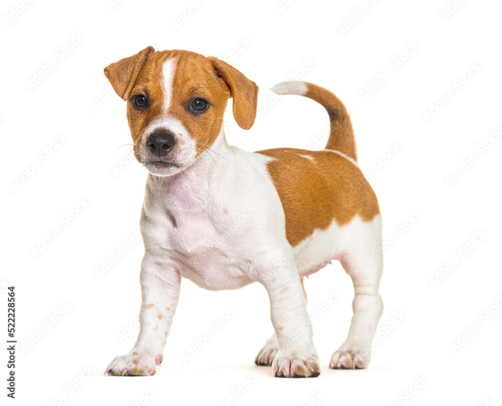 Standing Jack russel puppy nine weeks old, isolated on white