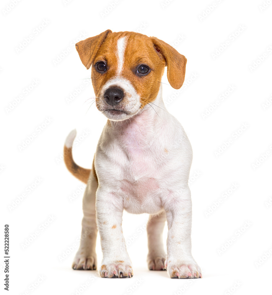 Standing in front Jack russel puppy nine weeks old, isolated on