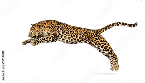Spotted leopard leaping, panthera pardus, , isolated
