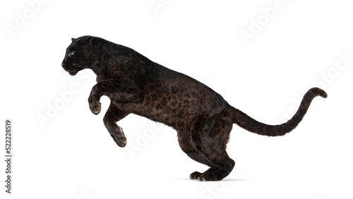 Black Spotted leopard, panthera pardus, leaping, isolated