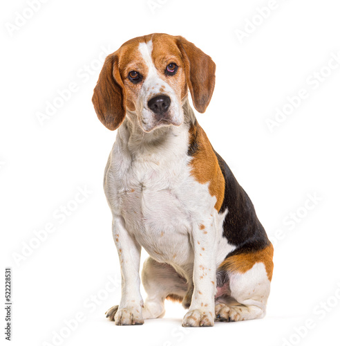 Beagles sitting and looking at the camera, isolated on white