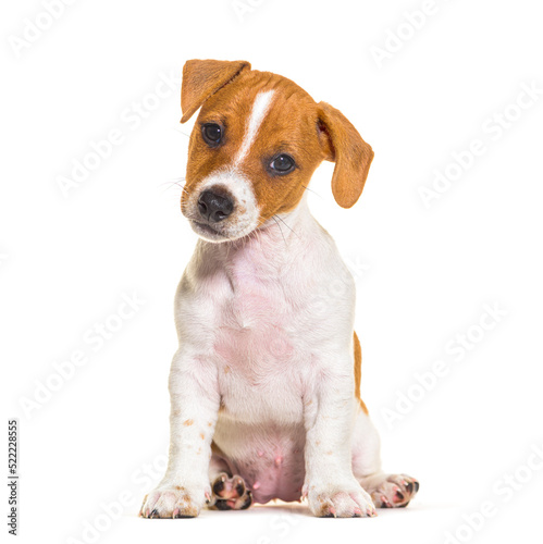 Sitting Jack russel puppy nine weeks old looking at camera, isol © Eric Isselée