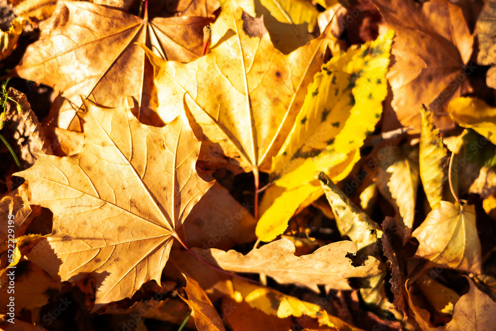 Fallen yellow and orange maple leaves lying on the ground. Autumn Leaf Background