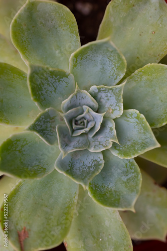 Succulent plant. Many beautiful succulent plants as background, top view. Banner design