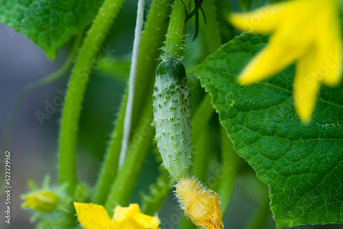 Young cucumber plants with yellow flowers. Juicy fresh cucumber close-up macro on a background of leaves.