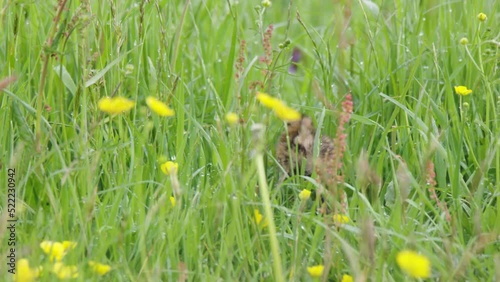 Tiny Grutto bird trying to walk through dense green meadow, handheld view photo