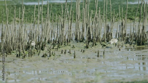 Baby Kluut birds catching food in wetland with mother walking behind photo