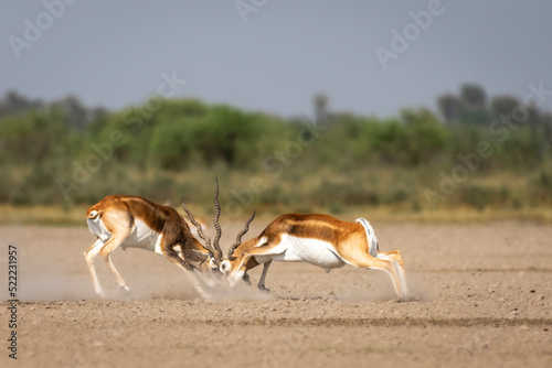 Two wild male blackbuck or antilope cervicapra or indian antelope in action fighting with force and long horns in open natural green background of velavadar National Park Bhavnagar gujrat india asia photo