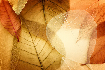 Transparent and delicate leaves over old background