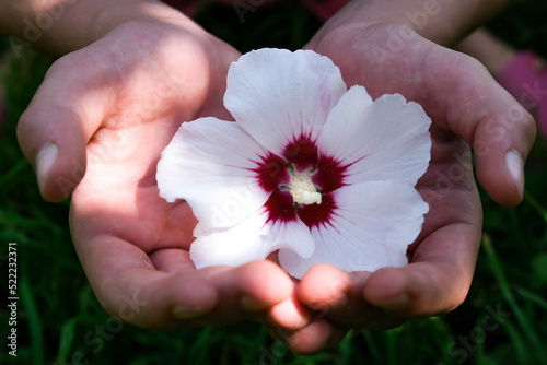 Female hands hold in their palms a delicate white hibiscus flower on the background of nature.