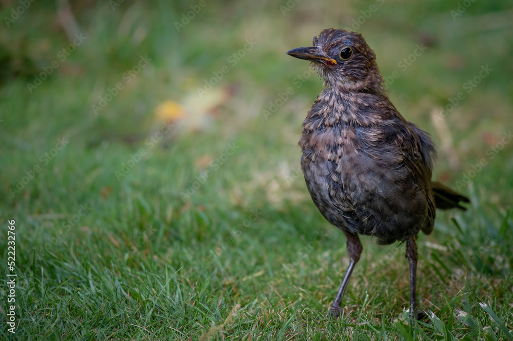 Juvenile Fledgling Blackbird on grass looking alert Juvenile Fledgling Blackbird on grass looking alert