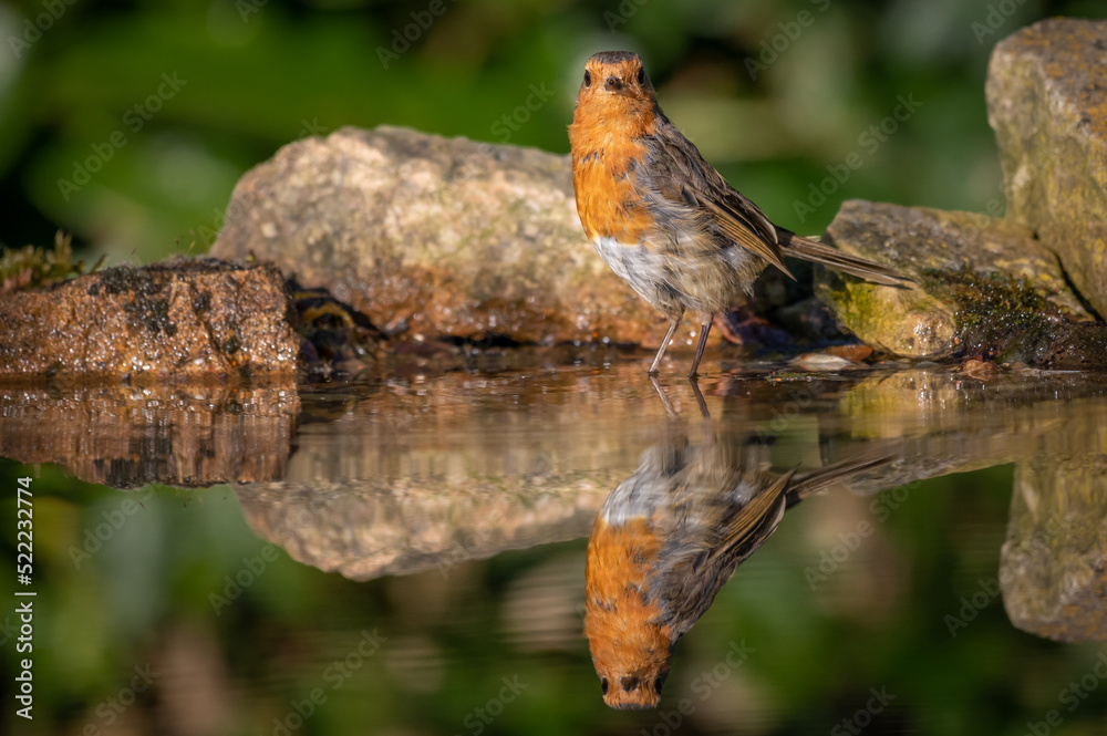 Robin Bird having a bath and bathing in a reflection pool Robin Bird having a bath and bathing in a reflection pool