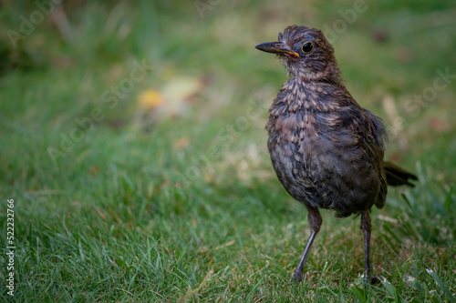 Juvenile Fledgling Blackbird on grass looking alert