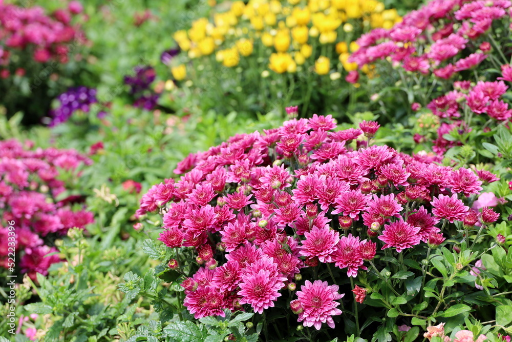 Purple and yellow chrysanthemum flowers in a garden. Landscape design, floral background Purple and yellow chrysanthemum flowers in a garden. Landscape design, floral background