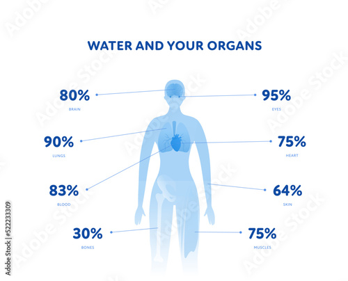 Water and your organs health care infographic layout. Vector flat healthcare illustration. Blue human female body silhouette with organ, text and percentage sign isolated on white background.