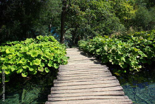 Pomost nad jeziorem otoczony bujną roślinnością, Plitwickie Jeziora, Chorwacja