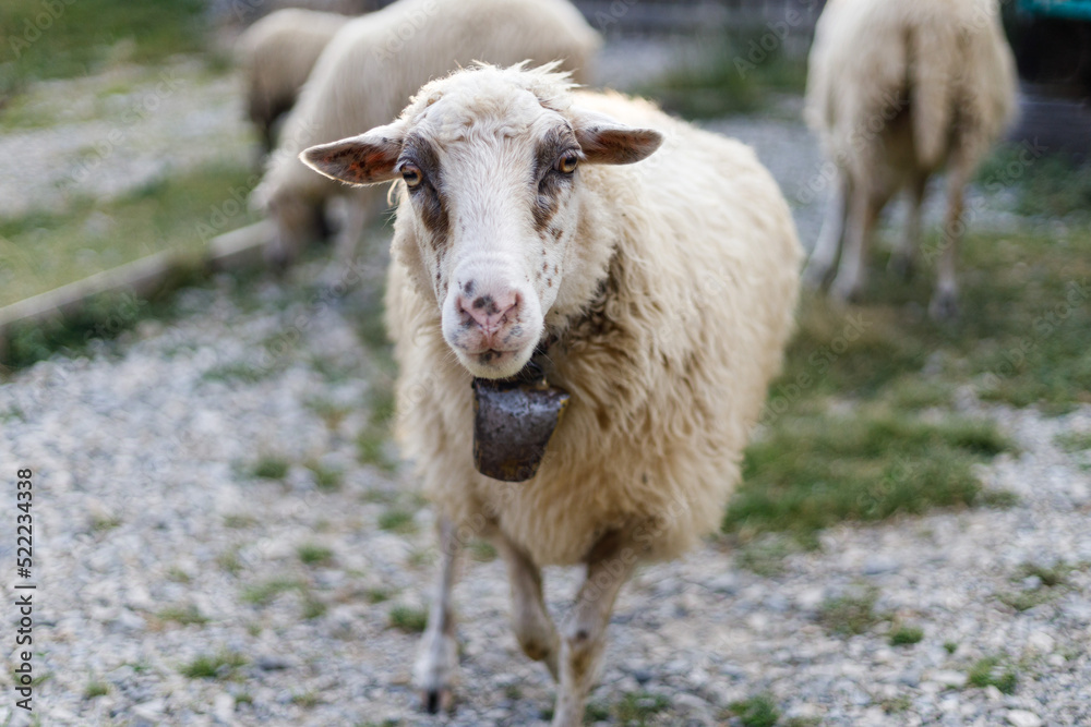 Fototapeta premium Portrait of a sheep on a farm, an animal with wool.