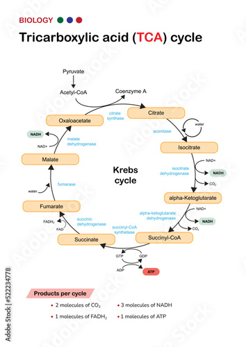 Biology diagram show pathway of citric acid or Krebs or TCA cycle in aerobic respiratory system for generate cellular ATP energy   