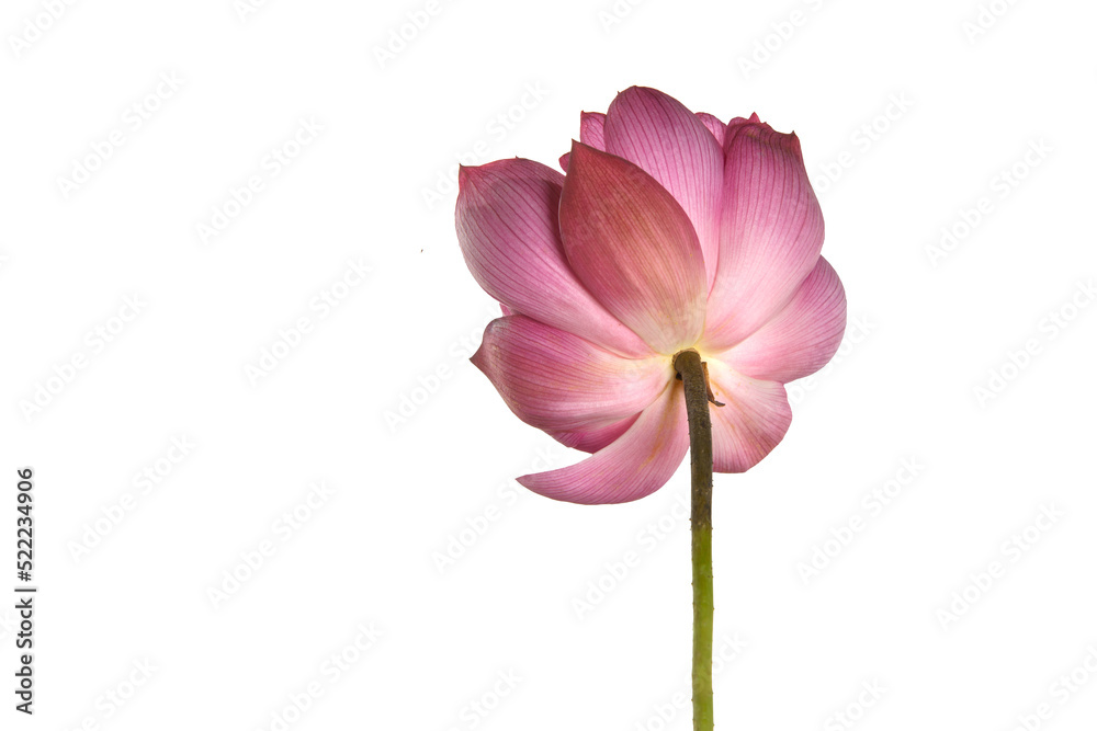 Fototapeta premium A beautiful Pink lotus flower is isolated on white background.