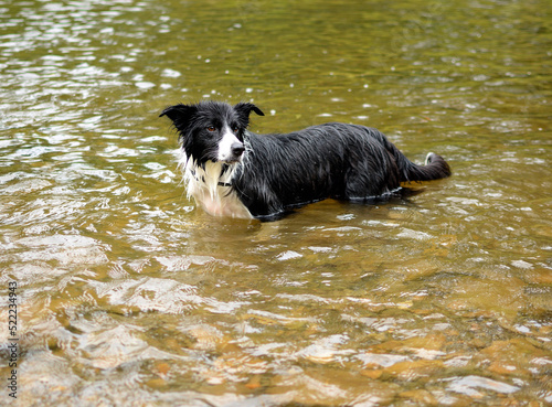 Pies w wodzie