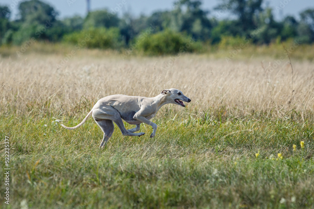 Whippet dog running. Coursing training. The whippet dog pursues the bait Whippet dog running. Coursing training. The whippet dog pursues the bait
