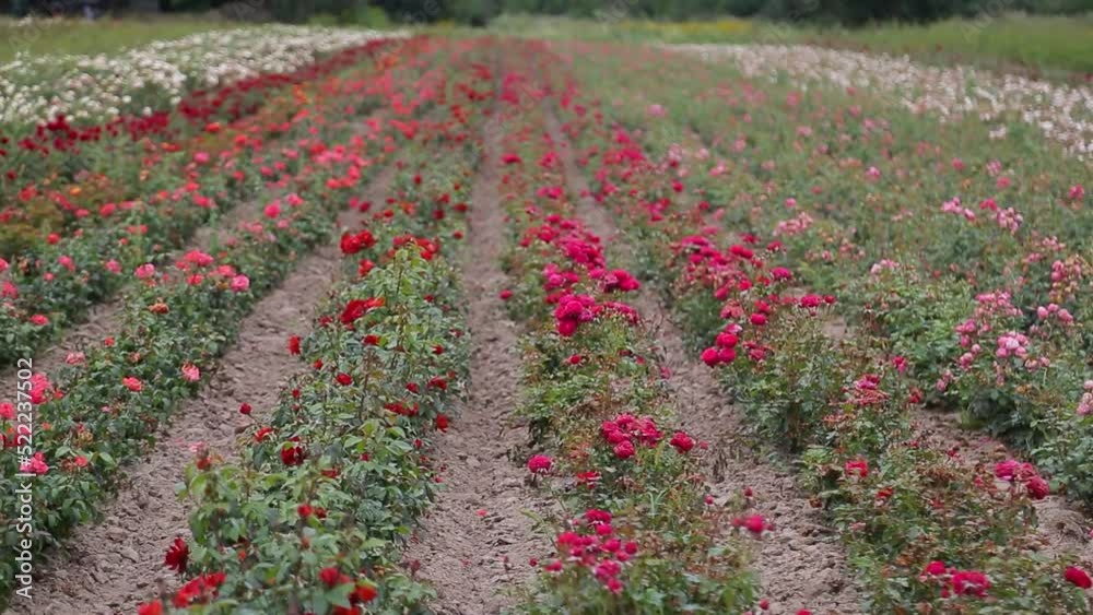 Rose plantation. Growing roses for seedlings. Rose farm. Rose plantation. Growing roses for seedlings. Rose farm.