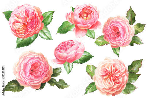 watercolor summer flowers - colorful roses in botanical style © Irina