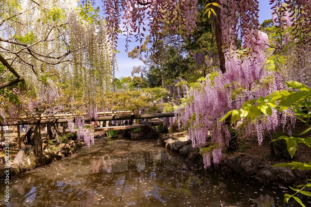 藤の花 藤の花