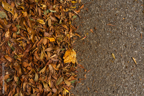 落葉した落ち葉の背景素材